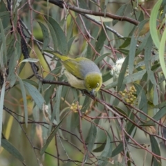 Zosterops lateralis (Silvereye) at Stony Creek - 13 Nov 2021 by trevsci