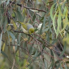 Zosterops lateralis at Stromlo, ACT - 13 Nov 2021 02:44 PM