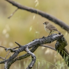 Aphelocephala leucopsis at Stromlo, ACT - 13 Nov 2021