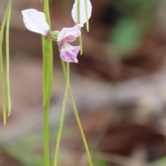 Diuris dendrobioides (Late Mauve Doubletail) at Paddys River, ACT by SandraH