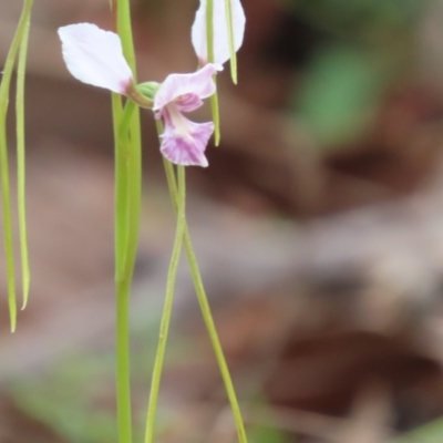 Diuris dendrobioides (Late Mauve Doubletail) by SandraH