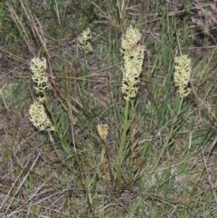 Stackhousia monogyna (Creamy Candles) at Conder, ACT - 11 Oct 2021 by michaelb