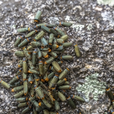 Chauliognathus lugubris (Plague Soldier Beetle) at Paddys River, ACT - 14 Nov 2021 by trevsci