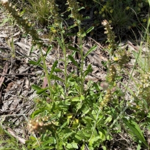 Gamochaeta impatiens at Griffith Woodland (GRW) - 15 Nov 2021