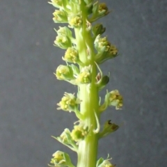 Reseda luteola (Weld) at Acton, ACT - 15 Nov 2021 by RWPurdie