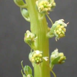 Reseda luteola at Acton, ACT - 15 Nov 2021