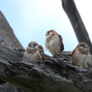 Falco cenchroides at Pialligo, ACT - 2 Nov 2021