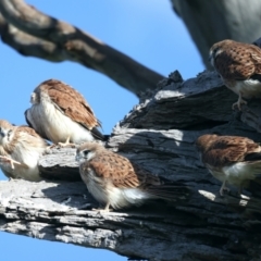 Falco cenchroides at Pialligo, ACT - suppressed