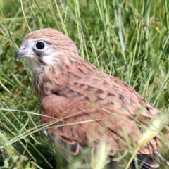 Falco cenchroides at Pialligo, ACT - suppressed