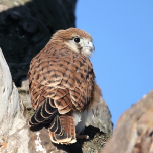 Falco cenchroides at Pialligo, ACT - suppressed