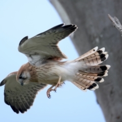 Falco cenchroides at Pialligo, ACT - 2 Nov 2021