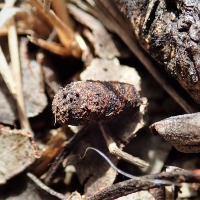 Cryptocephalinae (sub-family) (A case-bearing leaf beetle) at Cook, ACT - 23 Oct 2021 by CathB