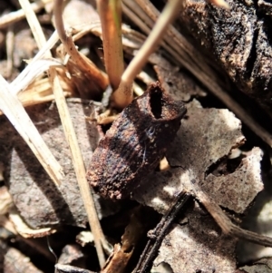 Cryptocephalinae (sub-family) at Cook, ACT - 24 Oct 2021