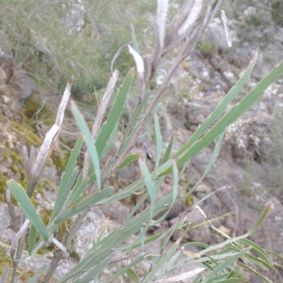 Bossiaea grayi (Murrumbidgee Bossiaea) at Lower Molonglo - 15 Nov 2021 by RichardMilner