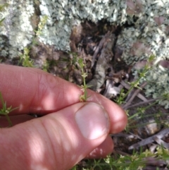 Galium gaudichaudii (Rough Bedstraw) at Lower Molonglo - 15 Nov 2021 by RichardMilner