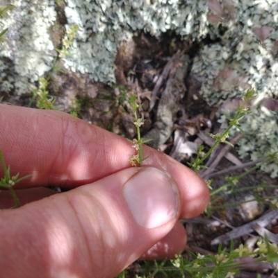 Galium gaudichaudii (Rough Bedstraw) at Molonglo River Reserve - 15 Nov 2021 by RichardMilner