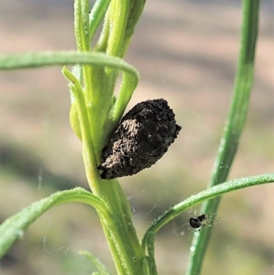 Cryptocephalinae (sub-family) (A case-bearing leaf beetle) at Molonglo Valley, ACT - 30 Oct 2021 by CathB