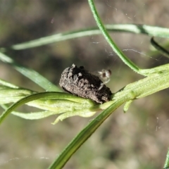 Cryptocephalinae (sub-family) at Molonglo Valley, ACT - 30 Oct 2021