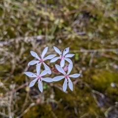 Burchardia umbellata (Milkmaids) at Beechworth, VIC - 13 Nov 2021 by Darcy