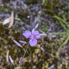 Arthropodium strictum (Chocolate Lily) at Beechworth, VIC - 13 Nov 2021 by Darcy