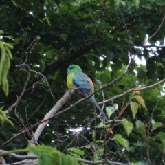 Psephotus haematonotus (Red-rumped Parrot) at Gungahlin, ACT - 3 Jan 2005 by TrishGungahlin