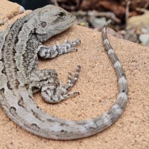 Amphibolurus muricatus at Isaacs, ACT - 15 Nov 2021