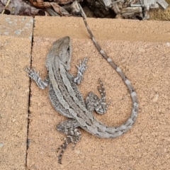 Amphibolurus muricatus at Isaacs, ACT - 15 Nov 2021 03:33 PM