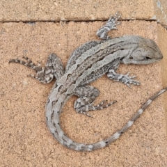 Amphibolurus muricatus at Isaacs, ACT - 15 Nov 2021