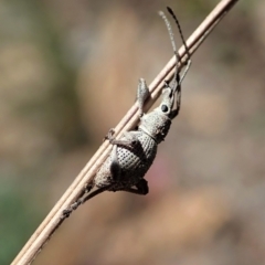 Merimnetes oblongus (Radiata pine shoot weevil) at Aranda, ACT - 8 Nov 2021 by CathB