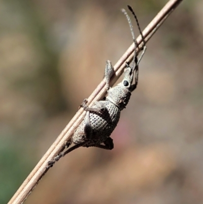 Merimnetes oblongus (Radiata pine shoot weevil) at Aranda, ACT - 8 Nov 2021 by CathB