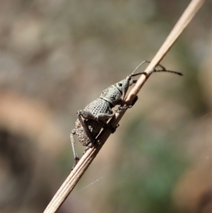 Merimnetes oblongus at Aranda, ACT - 8 Nov 2021