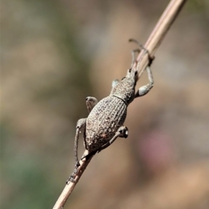 Merimnetes oblongus at Aranda, ACT - 8 Nov 2021