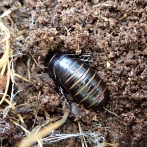 Panesthia australis at Cook, ACT - 9 Nov 2021