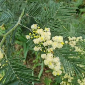 Acacia mearnsii at Isaacs, ACT - 15 Nov 2021 04:00 PM