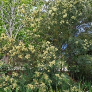 Acacia mearnsii at Isaacs, ACT - 15 Nov 2021 04:00 PM