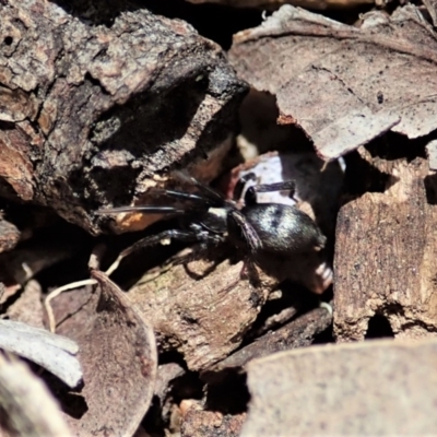 Gnaphosidae (family) at Cook, ACT - 11 Nov 2021 by CathB