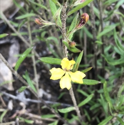 Goodenia heterophylla (Variable-leaved Goodenia) at Bundanoon, NSW - 13 Nov 2021 by Tapirlord