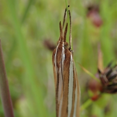 Hednota bivittella (Webworm) at Cook, ACT - 11 Nov 2021 by CathB