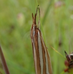 Hednota bivittella at Cook, ACT - 11 Nov 2021