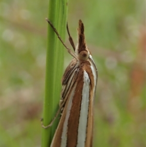 Hednota bivittella at Cook, ACT - 11 Nov 2021