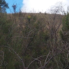 Merops ornatus (Rainbow Bee-eater) at Lower Molonglo - 15 Nov 2021 by RichardMilner