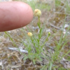 Calotis lappulacea (Yellow Burr Daisy) at Lower Molonglo - 15 Nov 2021 by RichardMilner