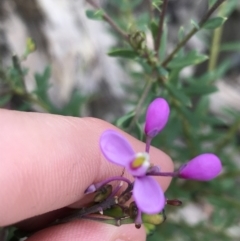Comesperma ericinum (Heath Milkwort) at Bundanoon, NSW - 14 Nov 2021 by Tapirlord