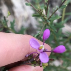 Comesperma ericinum (Heath Milkwort) at Bundanoon, NSW - 13 Nov 2021 by Tapirlord