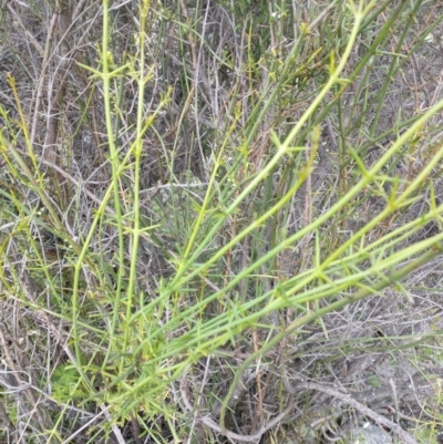 Discaria pubescens (Australian Anchor Plant) at Lower Molonglo - 15 Nov 2021 by RichardMilner