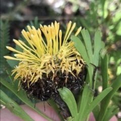 Isopogon anemonifolius (Common Drumsticks) at Bundanoon, NSW - 14 Nov 2021 by Tapirlord