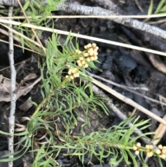 Lomandra obliqua (Twisted Matrush) at Bundanoon, NSW - 13 Nov 2021 by Tapirlord