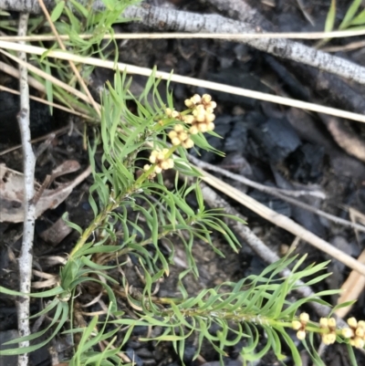 Lomandra obliqua (Twisted Matrush) at Bundanoon, NSW - 13 Nov 2021 by Tapirlord