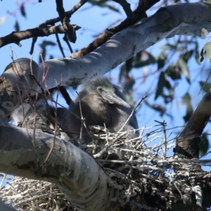 Egretta novaehollandiae at Pialligo, ACT - 2 Nov 2021 05:00 PM