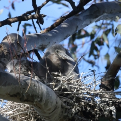 Egretta novaehollandiae (White-faced Heron) at Pialligo, ACT - 2 Nov 2021 by jb2602